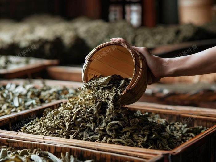 乌龙茶是什么茶树的茶叶